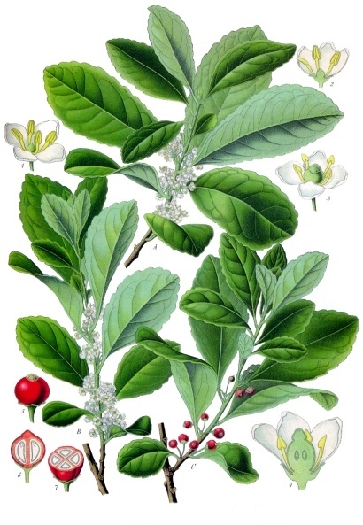 Mate-Strauch – Ilex paraguariensis
