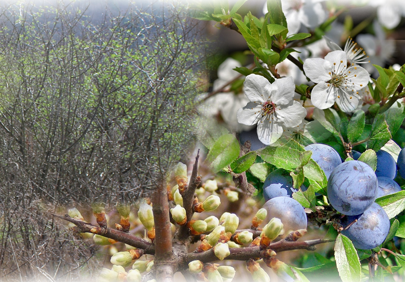Schlehdorn – Prunus spinosa