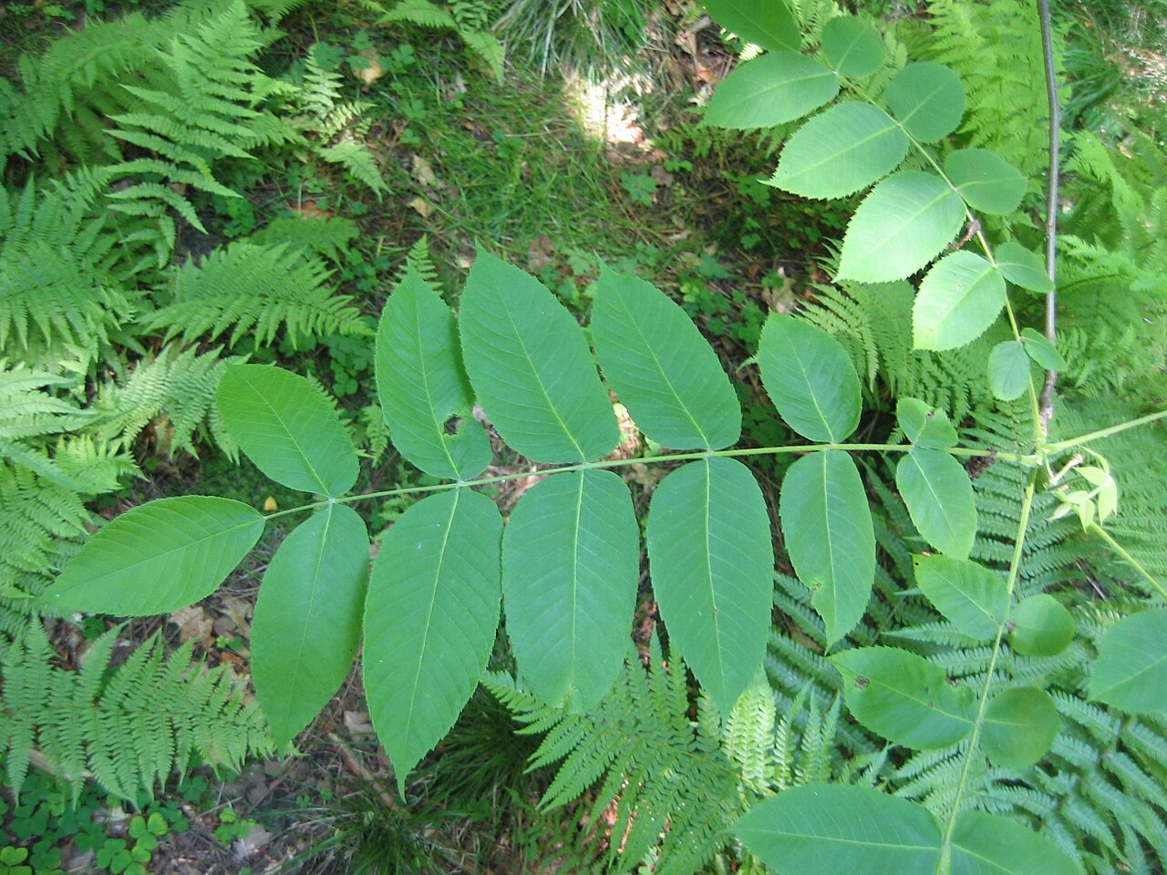 Butternuss – Juglans cinerea
