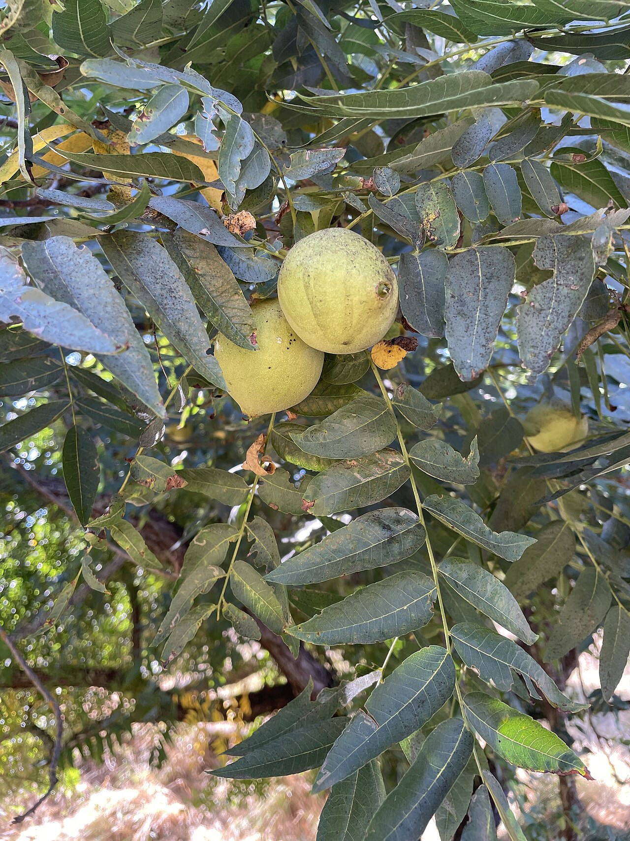 Hindsnuss – Juglans hindsii