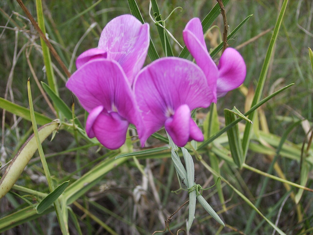 Perennial pea – Lathyrus latifolius