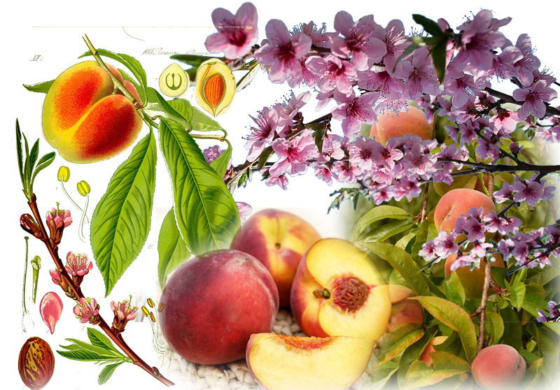 Peach – Prunus persica