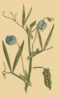 Grass pea – Lathyrus sativus