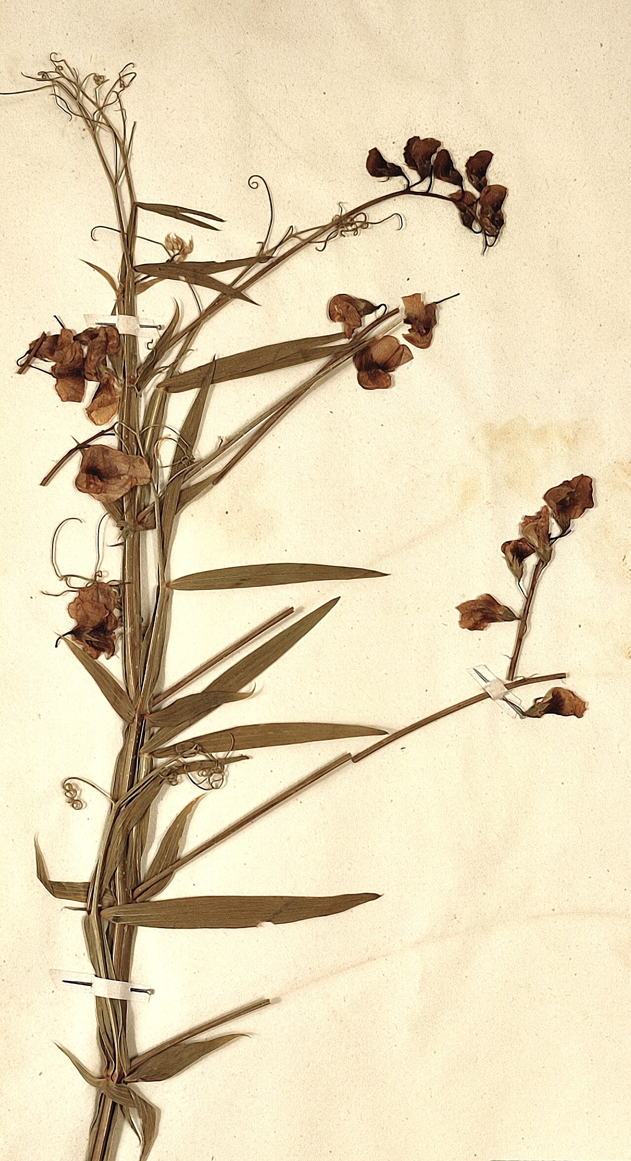 Wilde-Platterbse – Lathyrus sylvestris