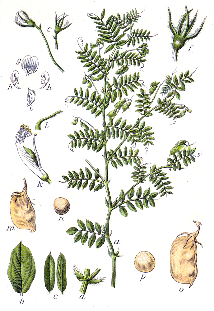 Linse – Lens culinaris