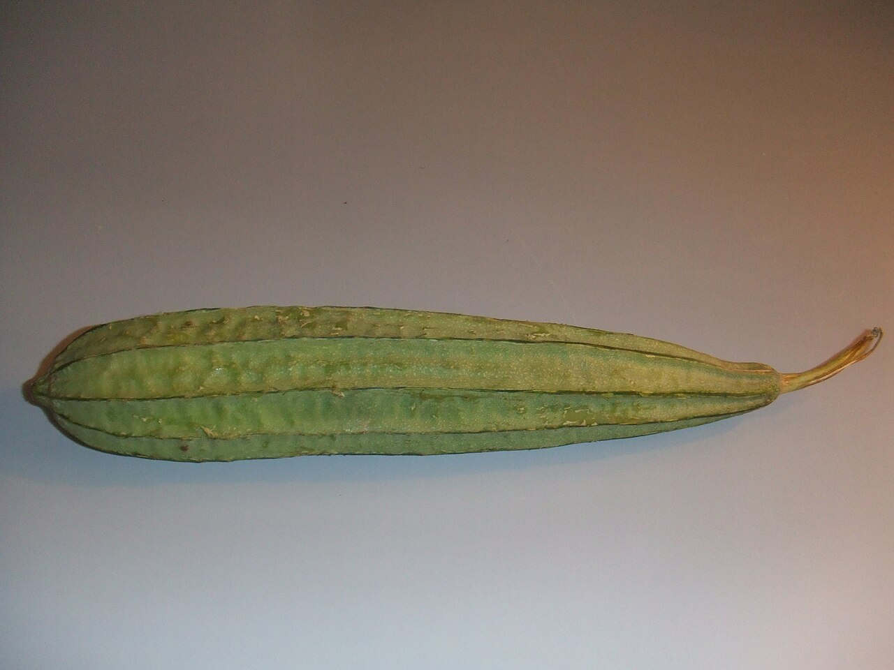 Flügelgurke – Luffa acutangula