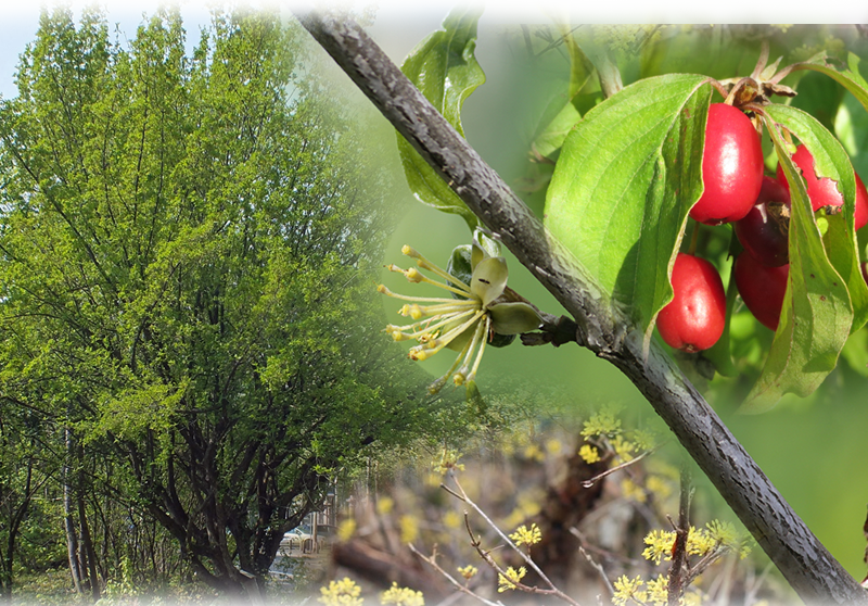 Kornelkirsche – Cornus mas