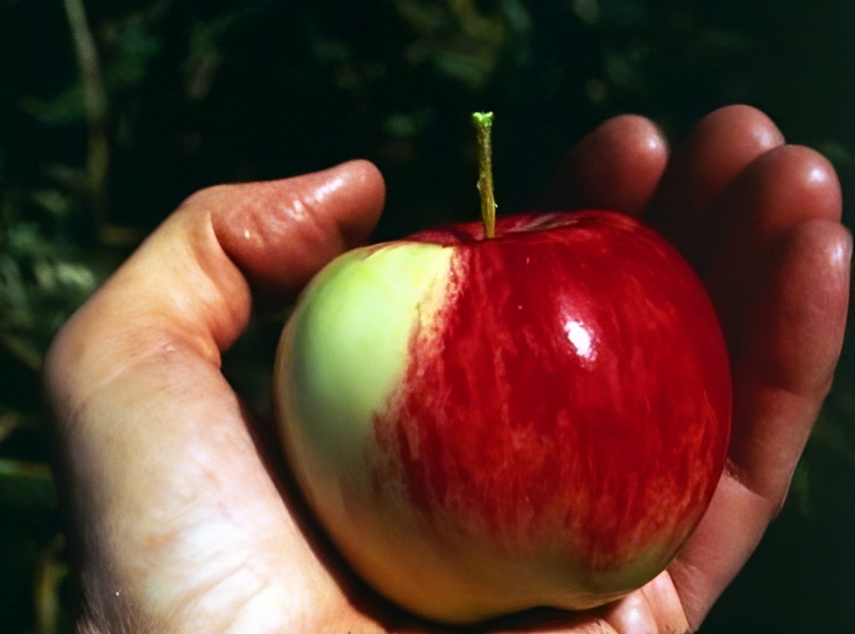 Siever's Apfel – Malus sieversii