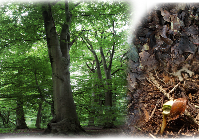 European beech – Fagus sylvatica