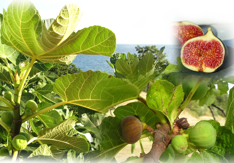 Feige – Ficus carica