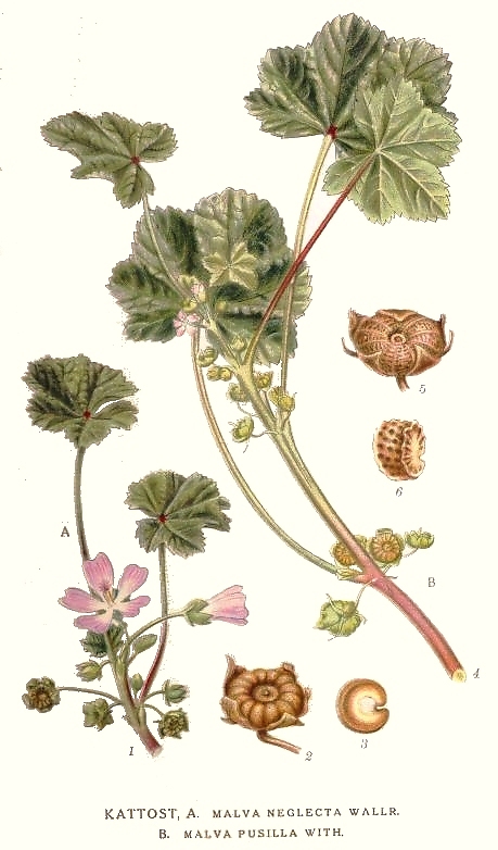 Low mallow – Malva pusilla