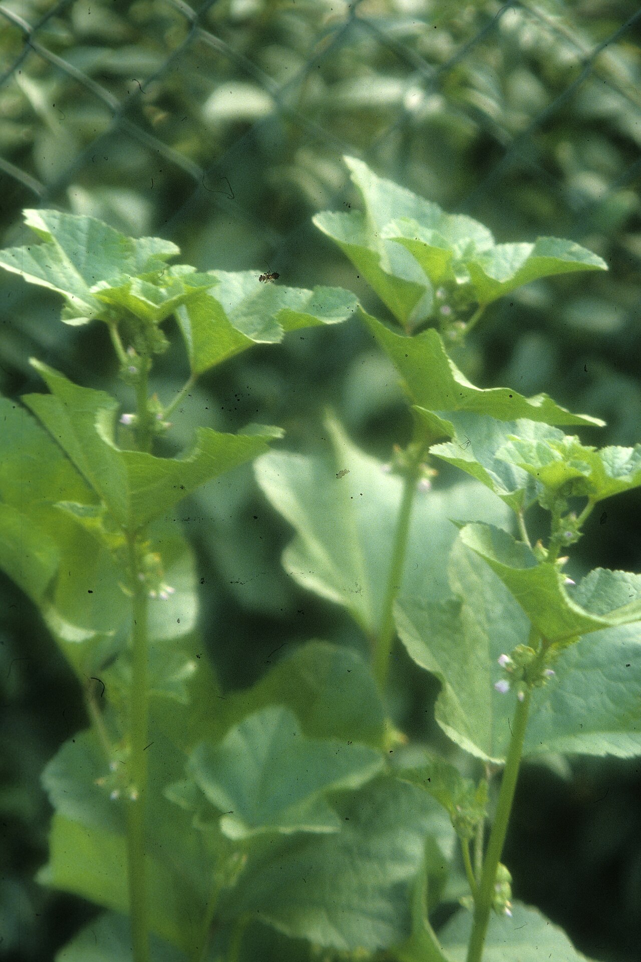 Cluster mallow – Malva verticillata