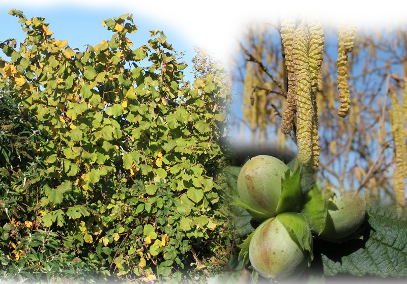 Haselnuss – Corylus avellana