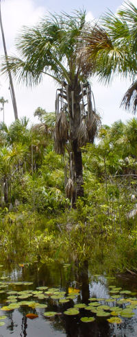 Moriche palm – Mauritia flexuosa