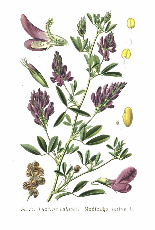 Alfalfa – Medicago sativa