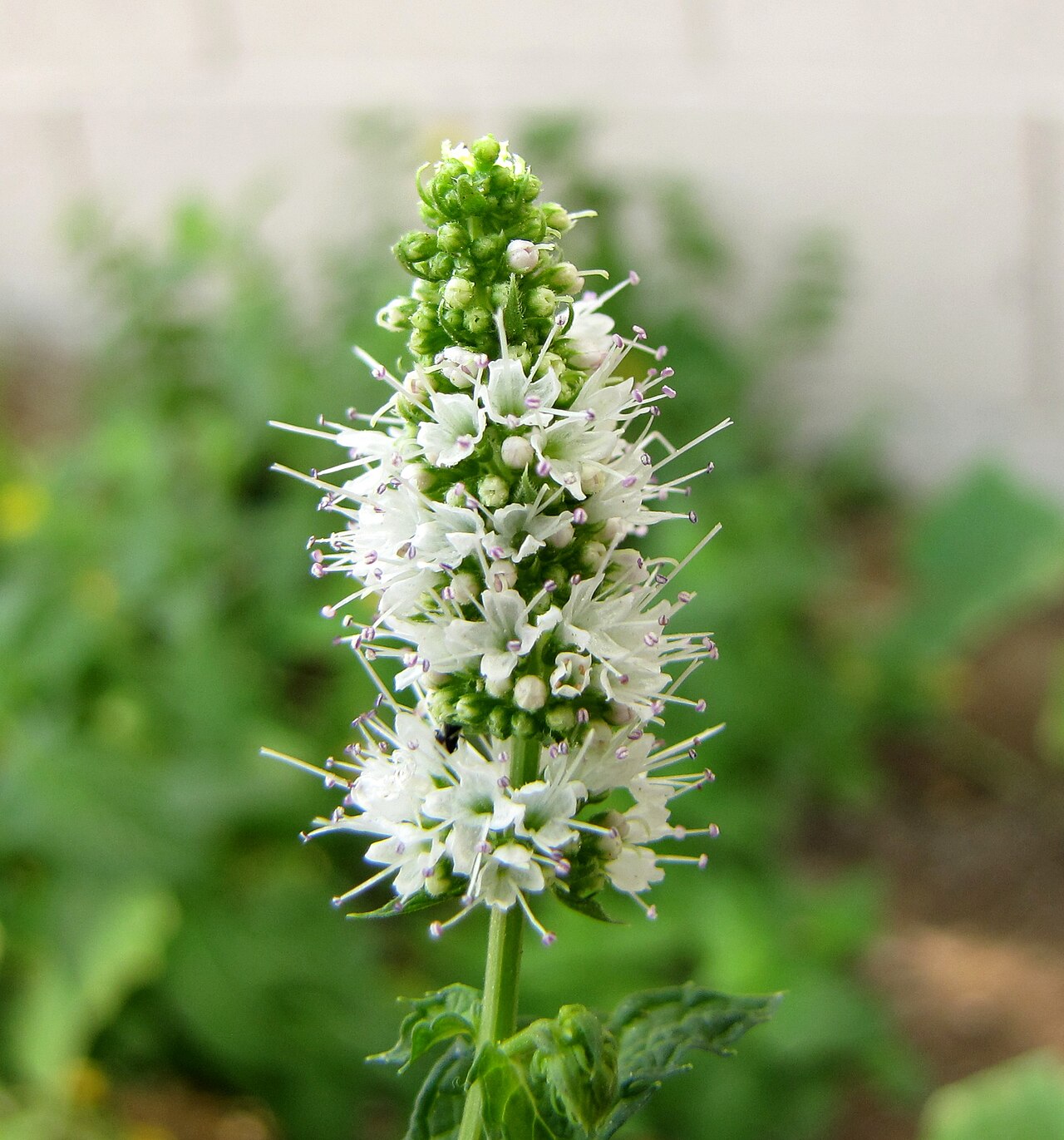 Apfelminze – Mentha suaveolens