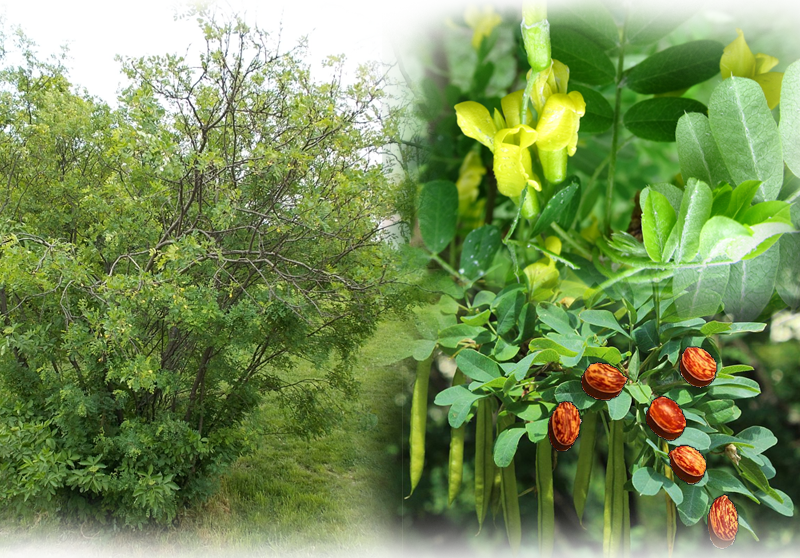 Erbsenstrauch – Caragana arborescens