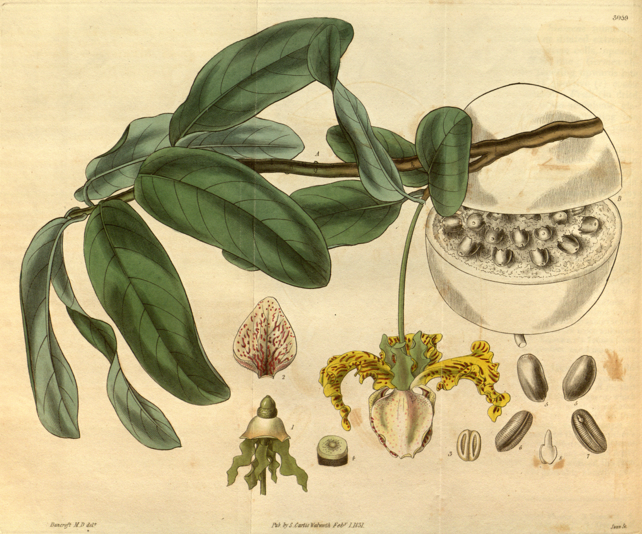 Kalebassenmuskat – Monodora myristica