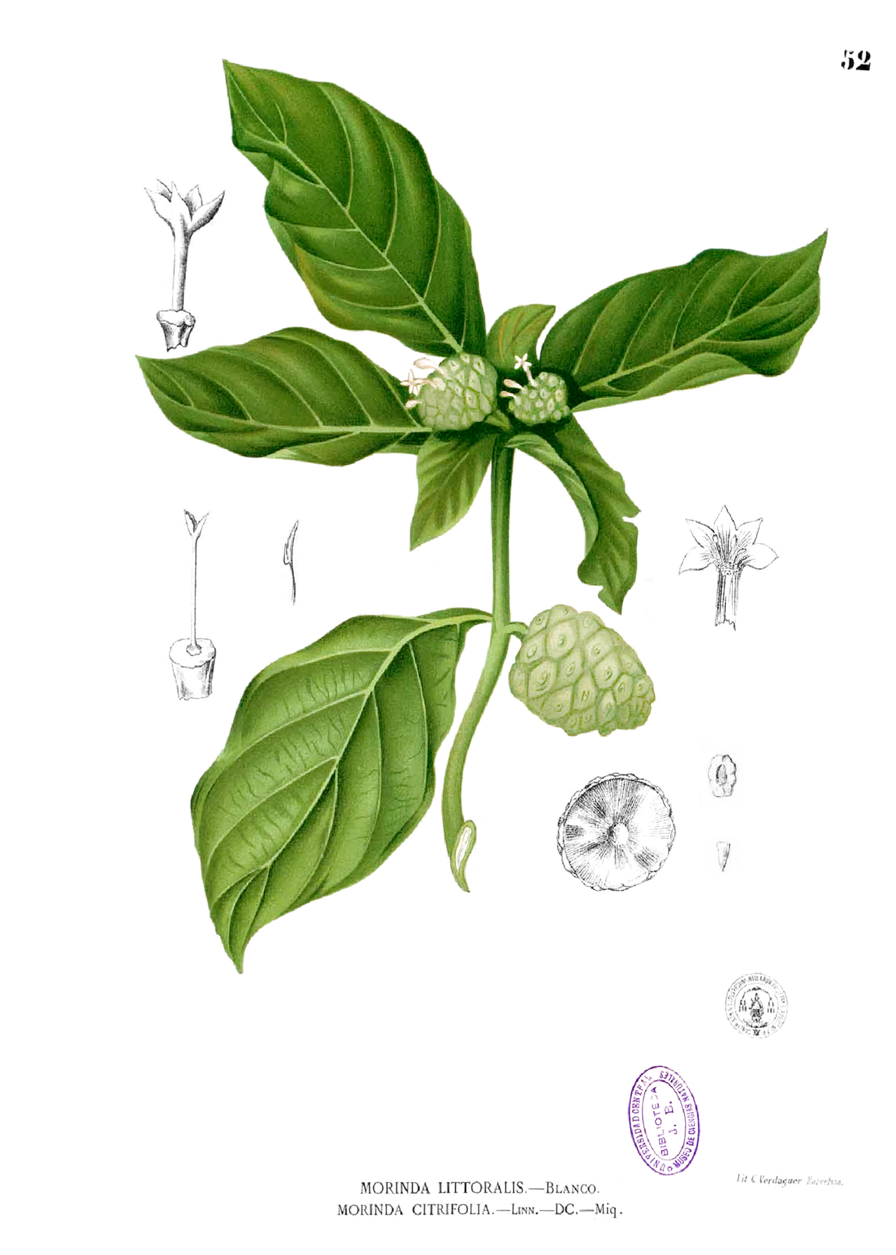 Noni Indische Maulbeere – Morinda citrifolia