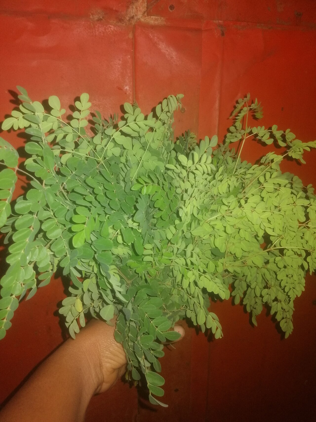 Moringa – Moringa oleifera