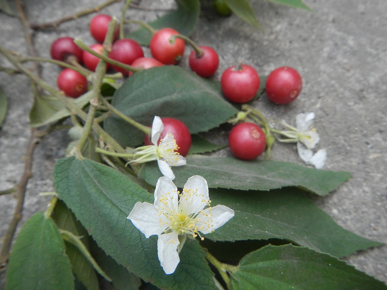 Mutingia – Muntingia calabura