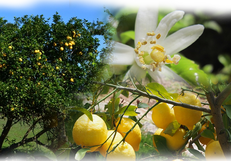 Zitrone – Citrus x limon