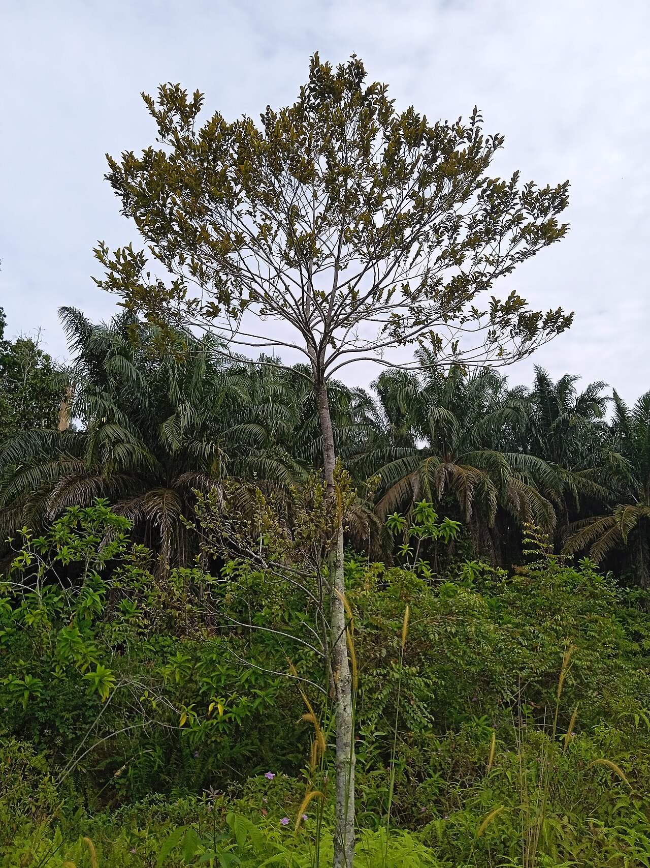 Muskatnussbaum – Myristica fragrans