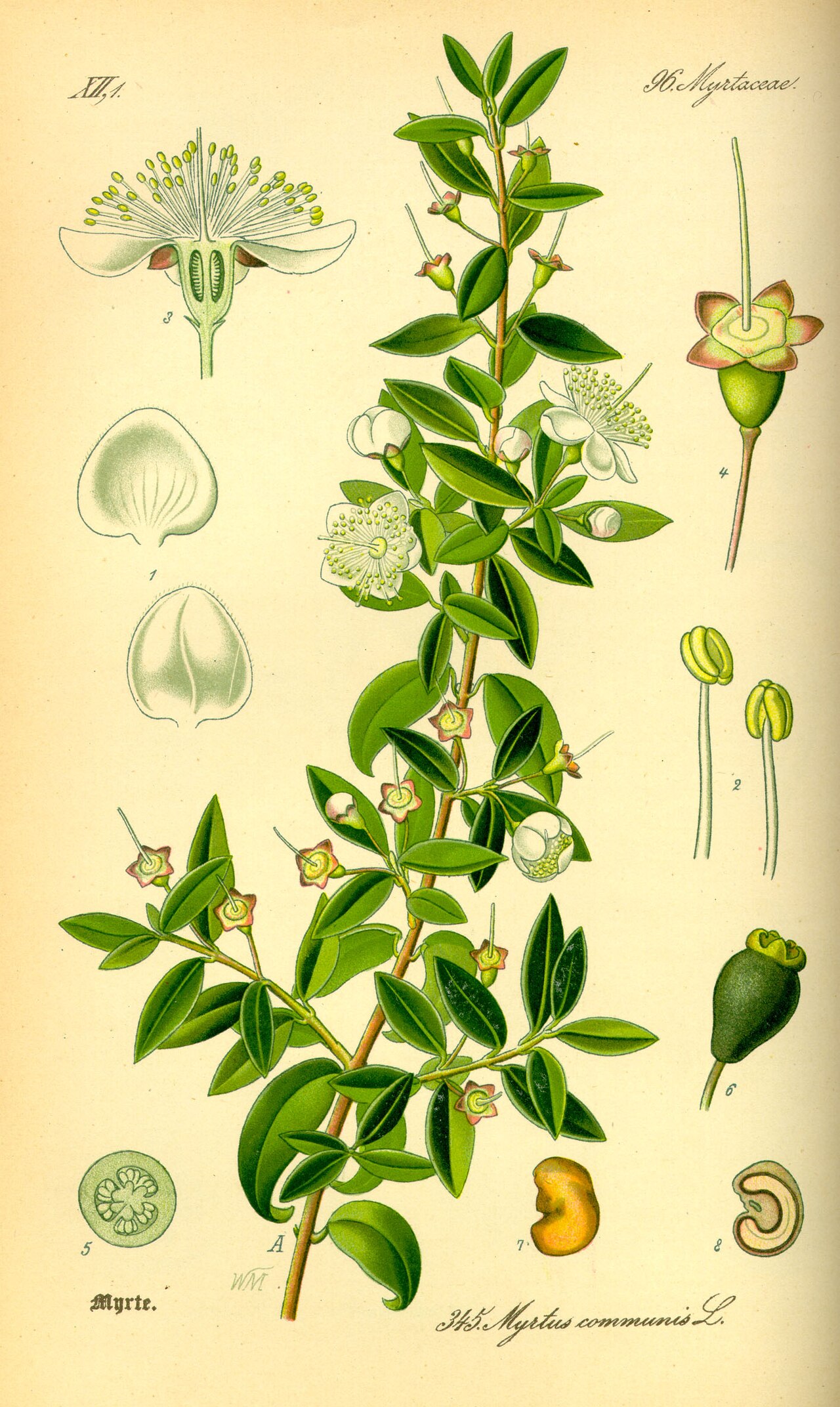 Myrte – Myrtus communis