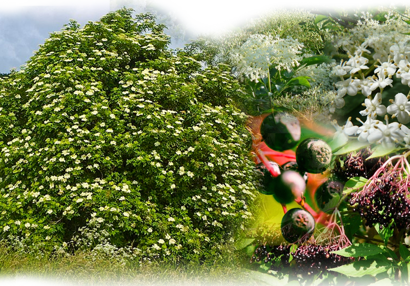 Schwarzer Holunder – Sambucus nigra