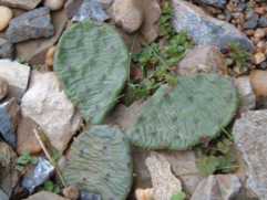 Feigenkaktus – Opuntia compressa