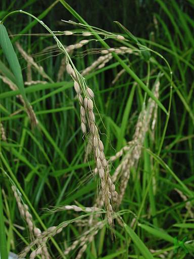 Rice – Oryza sativa