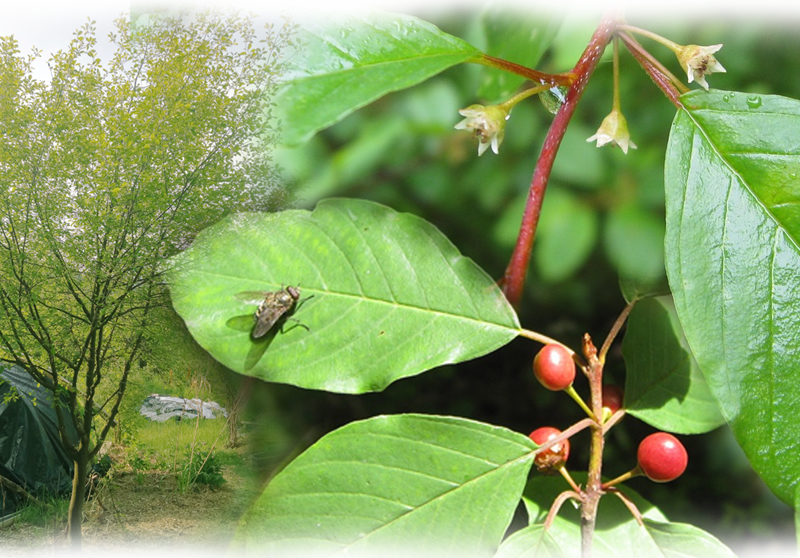 Buckthorn – Rhamnus frangula