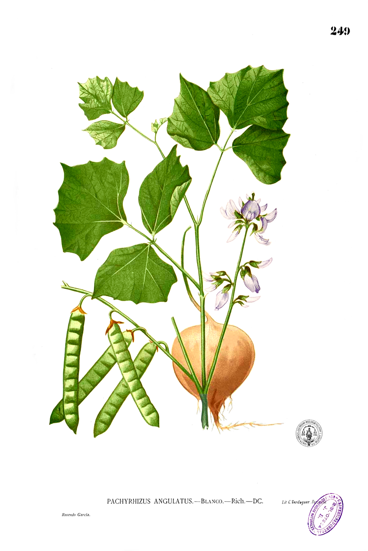 Jicama – Pachyrhizus erosus