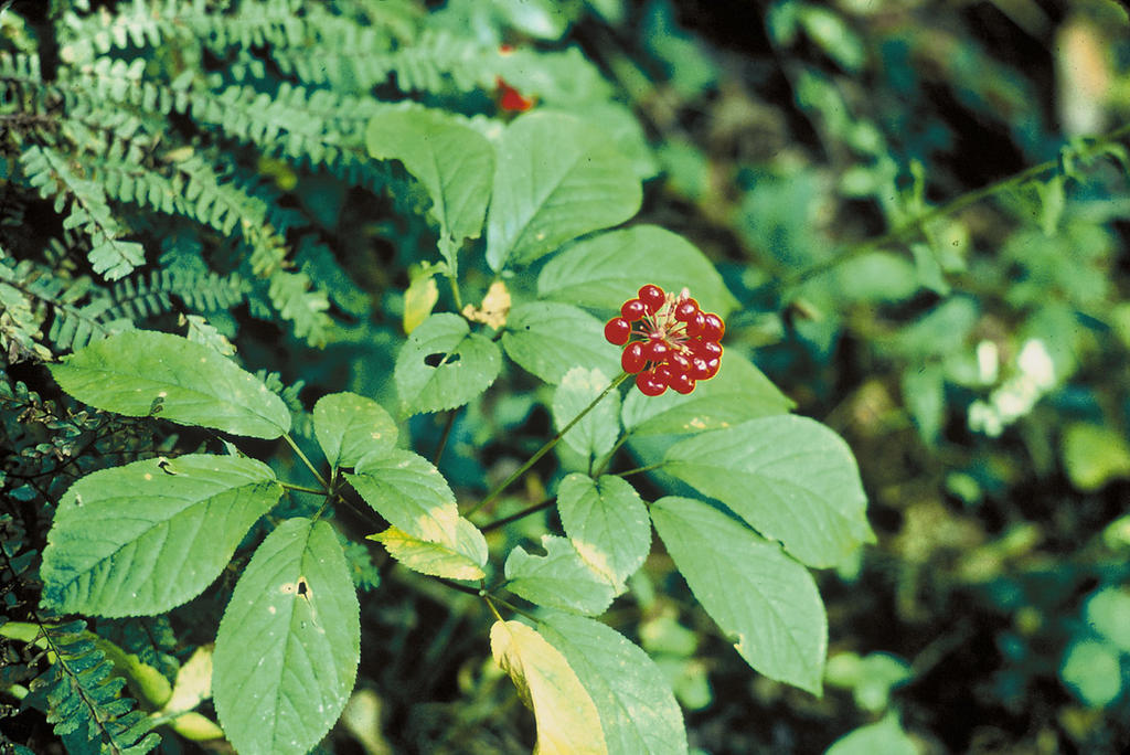 Amerikanischer Ginseng – Panax quinquefolius