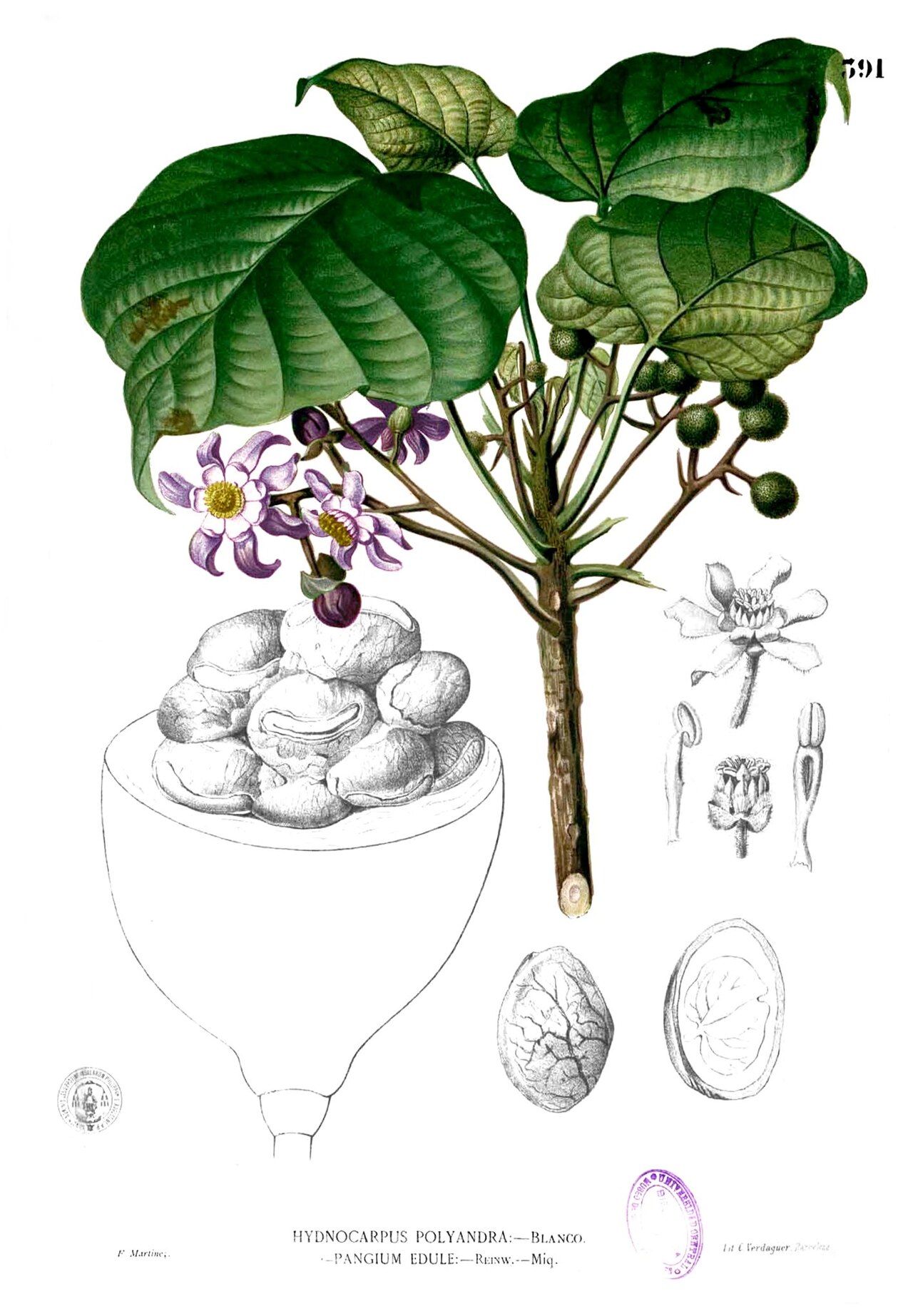 Keluak – Pangium edule