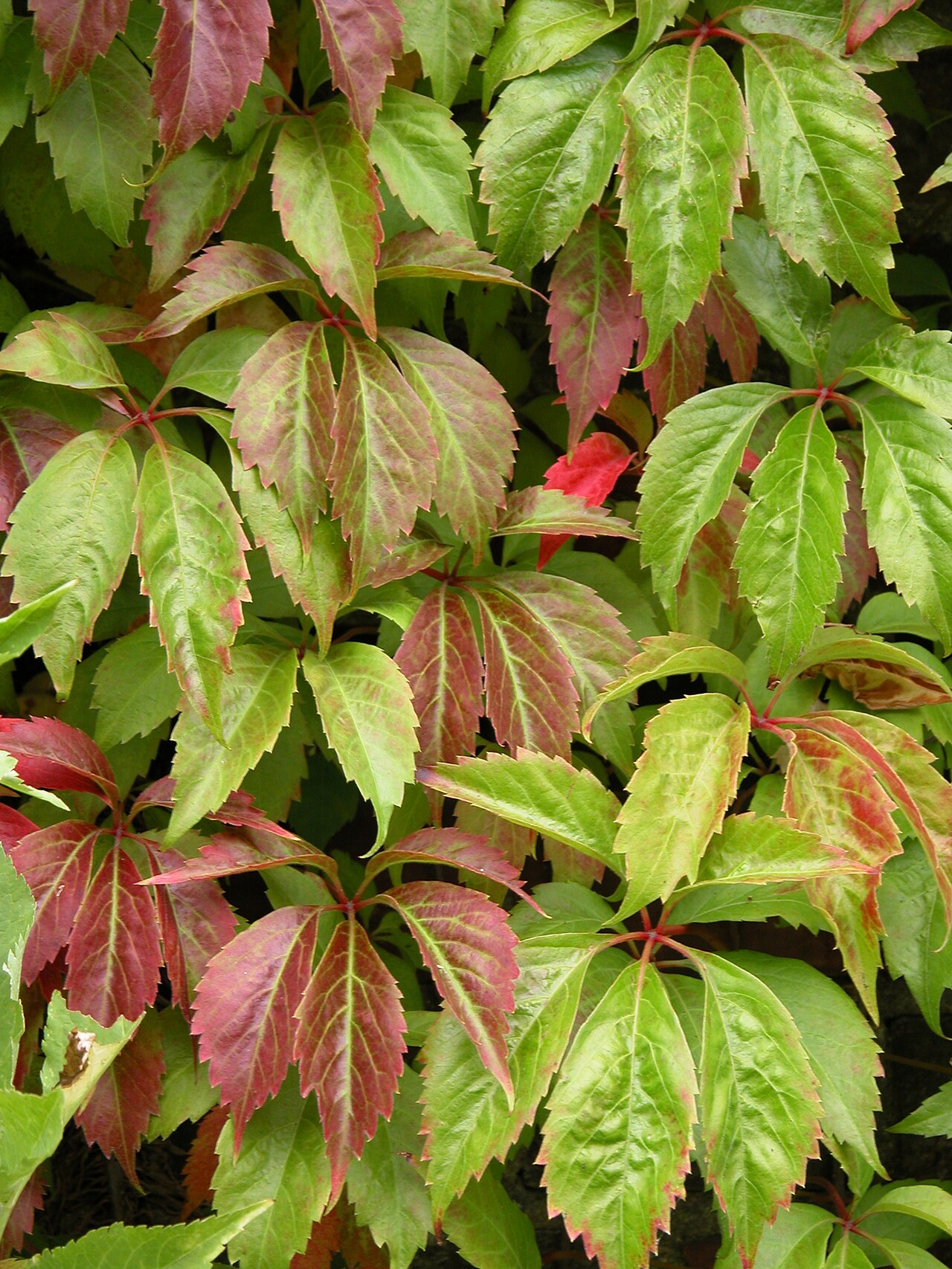 Virginia creeper – Parthenocissus quinquefolia