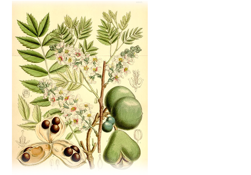 Gelbhornstrauch – Xanthoceras sorbifolium