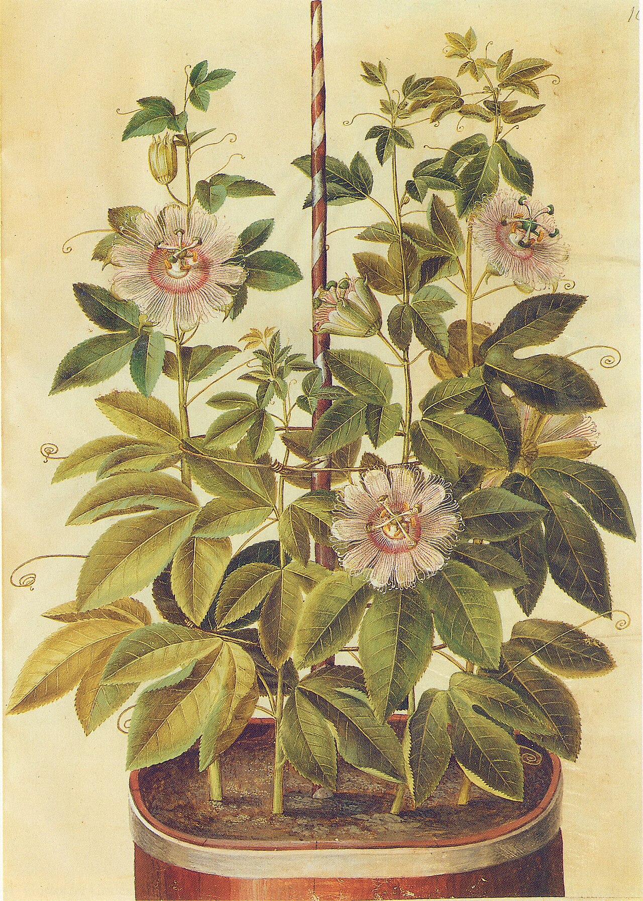 Winterharte Passionsblume – Passiflora incarnata