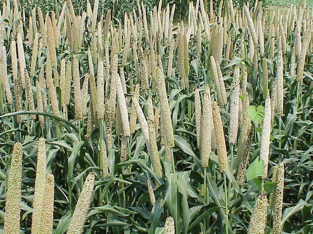 Perlhirse – Pennisetum glaucum