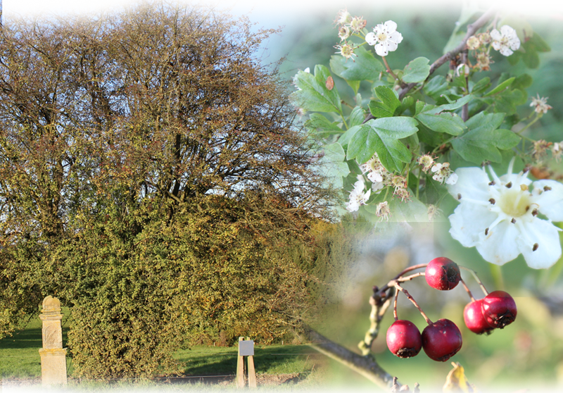 Eingriffeliger Weißdorn – Crataegus monogyna