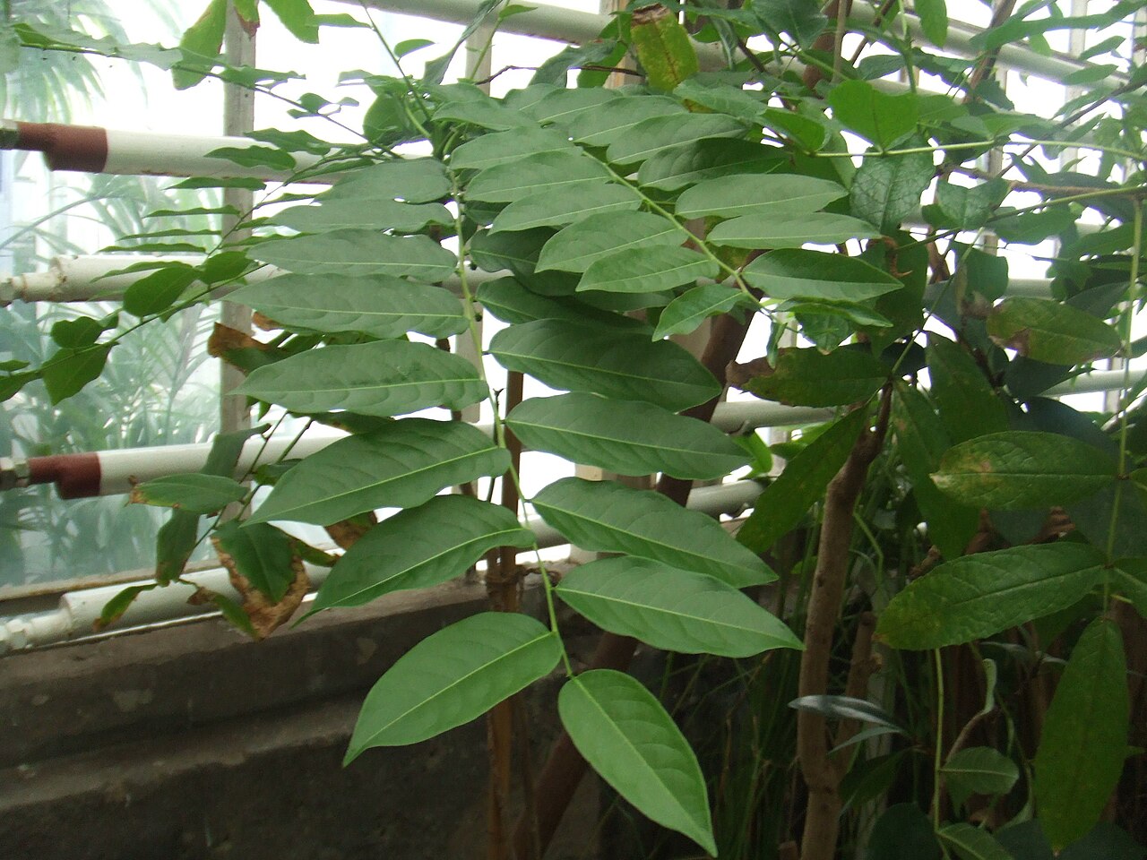 Otaheite gooseberry – Phyllanthus acidus