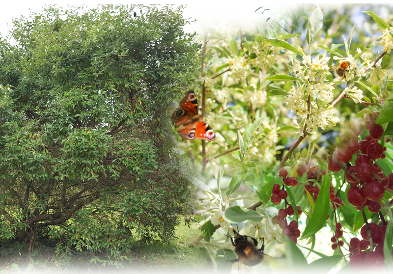Korallen-Ölweide – Elaeagnus umbellata