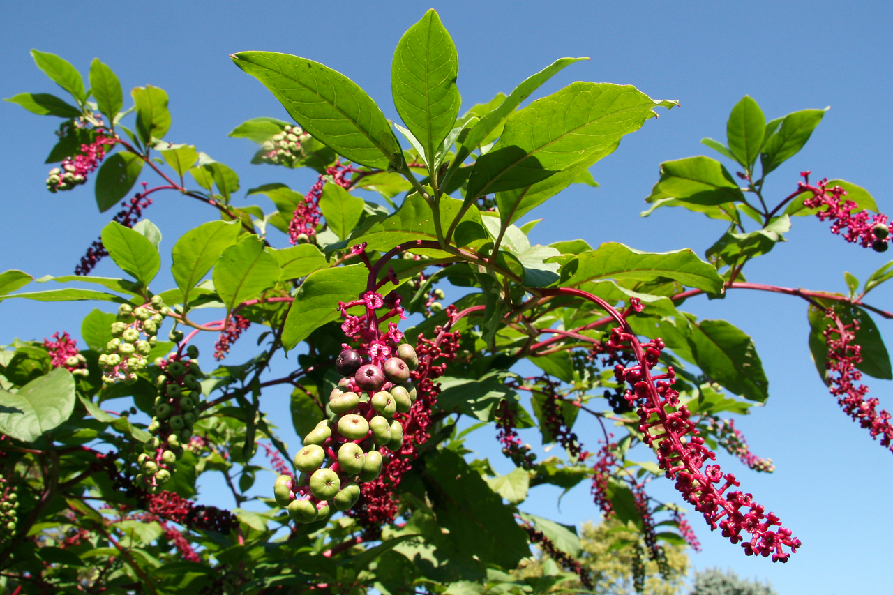 American pokeweed – Phytolacca americana
