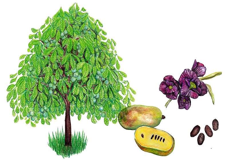 Indianerbanane – Asimina triloba