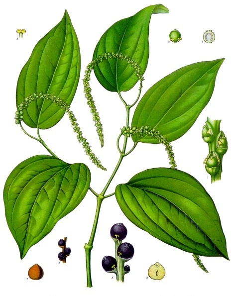Pfeffer – Piper nigrum