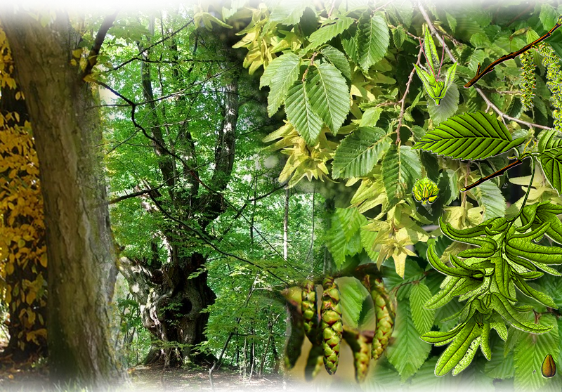 Hainbuche – Carpinus betulus