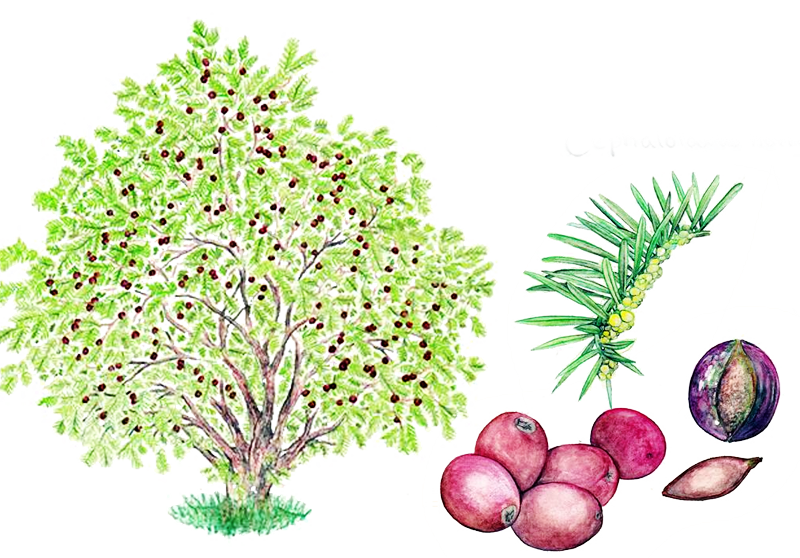 Japanese plum yew – Cephalotaxus harringtonia drupacea