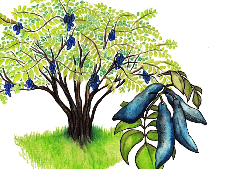 Blauschotenstrauch – Decaisnea fargesii
