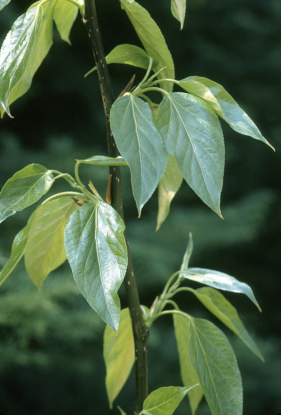 Balsam poplar – Populus balsamifera