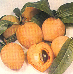 Canistel – Pouteria campechiana